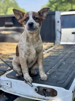 Maggie, a female Australian Cattle Dog for sale in Tampa, FL – Photo 2 of 6