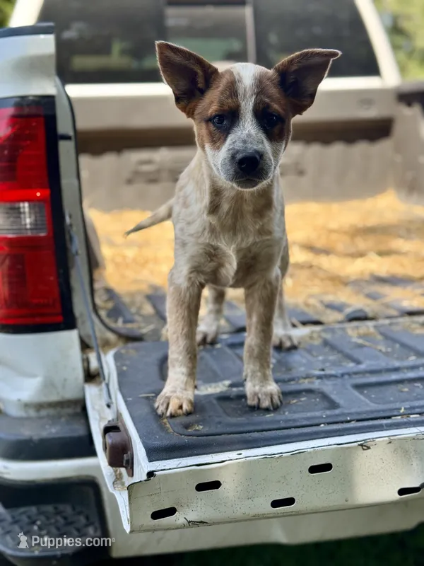 Maggie, a female Australian Cattle Dog for sale in Tampa, FL – Photo 1 of 6