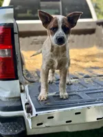 Maggie, a female Australian Cattle Dog for sale in Tampa, FL – Photo 1 of 6