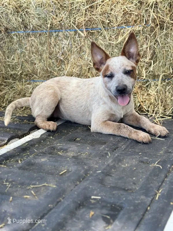 Scarlett – Australian Cattle Dog puppy for sale in Tampa, FL