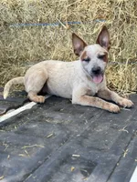 Scarlett, a female Australian Cattle Dog for sale in Tampa, FL – 1 of 7
