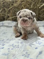 Athena, a female English Bulldog for sale in Tampa, FL – 5 of 10