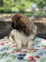 Daphne , a female Pekingese for sale in Tampa, FL – 3 of 10