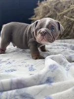 Henry, a male English Bulldog for sale in Tampa, FL – 2 of 4