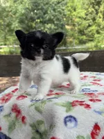 Chelsea , a female Chihuahua for sale in Tampa, FL – 2 of 5