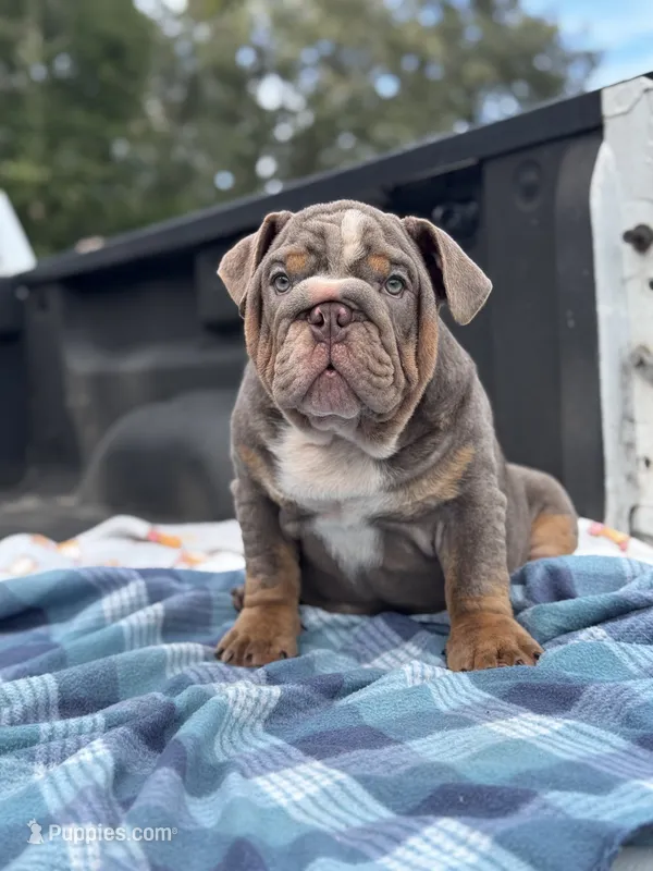 Henry – English Bulldog puppy for sale in Tampa, FL