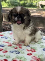Daphne , a female Pekingese for sale in Tampa, FL – 6 of 10
