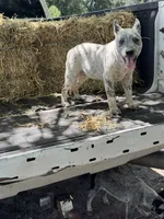 Hoss, a male Australian Cattle Dog for sale in Tampa, FL – 2 of 6
