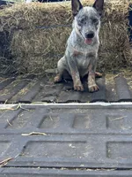 Clint , a male Australian Cattle Dog for sale in Tampa, FL – 2 of 5