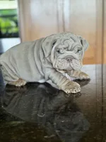 Belvedere , a male English Bulldog for sale in Tampa, FL – 5 of 6