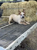 Scarlett, a female Australian Cattle Dog for sale in Tampa, FL – 4 of 7