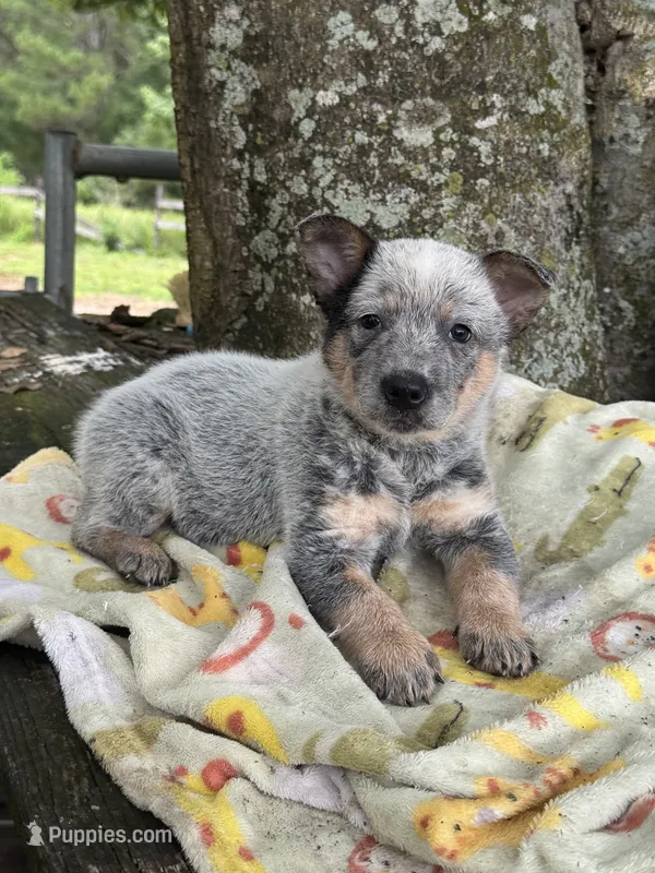 Willow – Australian Cattle Dog puppy for sale in Tampa, FL