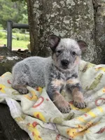 Willow, a female Australian Cattle Dog for sale in Tampa, FL – 3 of 3