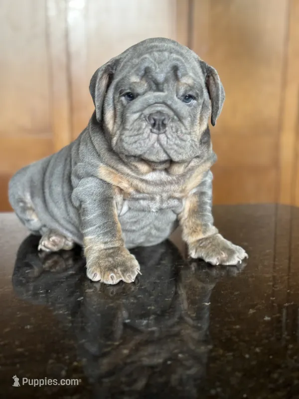 Benny – English Bulldog puppy for sale in Tampa, FL