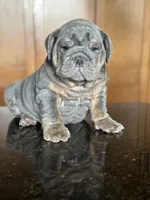 Benny, a male English Bulldog for sale in Tampa, FL – 1 of 5