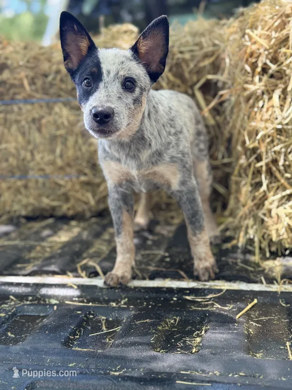 Willow – Australian Cattle Dog puppy for sale in Tampa, FL