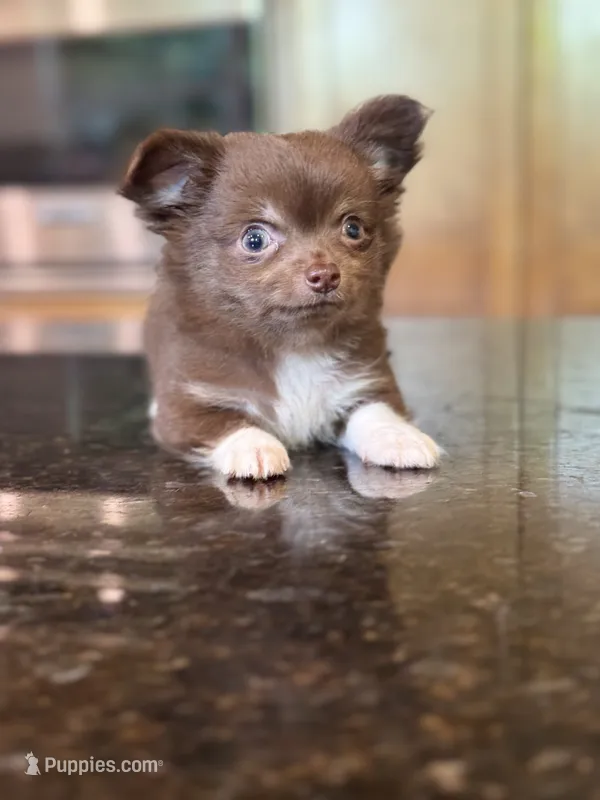 Hershey  – Chihuahua puppy for sale in Tampa, FL