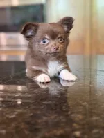 Hershey , a male Chihuahua for sale in Tampa, FL – 1 of 8