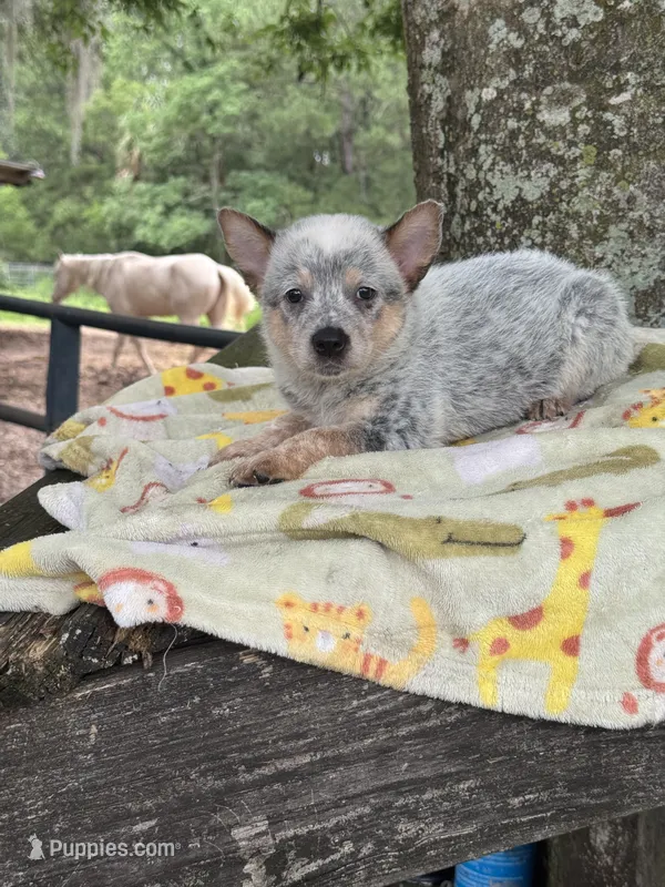 Bella  – Australian Cattle Dog puppy for sale in Tampa, FL