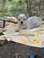 Bella , a female Australian Cattle Dog for sale in Tampa, FL – 2 of 5