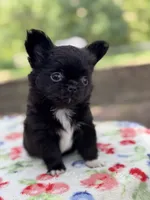 Bear, a male Chihuahua for sale in Tampa, FL – 6 of 6