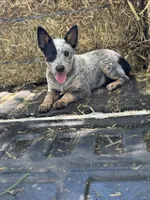 Willow, a female Australian Cattle Dog for sale in Tampa, FL – 4 of 4