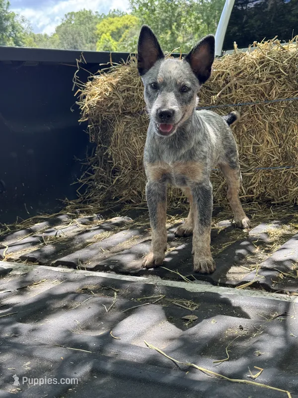 Frost – Australian Cattle Dog puppy for sale in Tampa, FL