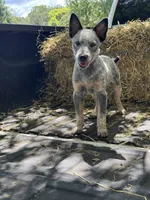 Frost, a male Australian Cattle Dog for sale in Tampa, FL – 1 of 5