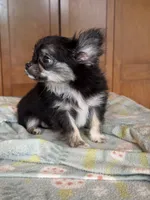 Flora, a female Chihuahua for sale in Tampa, FL – 4 of 4