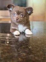 Hershey , a male Chihuahua for sale in Tampa, FL – 2 of 8