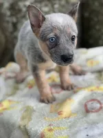 Annie , a female Australian Cattle Dog for sale in Tampa, FL – 3 of 4