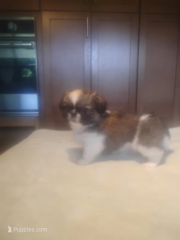 Theodore, a male Pekingese for sale in Tampa, FL – 1 of 3