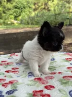 Chelsea , a female Chihuahua for sale in Tampa, FL – 3 of 5