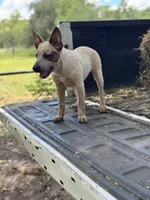 Scarlett, a female Australian Cattle Dog for sale in Tampa, FL – 7 of 7