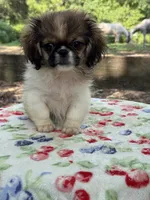 Theodore, a male Pekingese for sale in Tampa, FL – 1 of 7