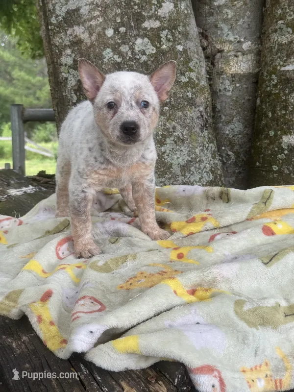 Saffron  – Australian Cattle Dog puppy for sale in Tampa, FL