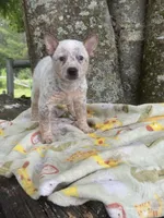 Saffron , a female Australian Cattle Dog for sale in Tampa, FL – 1 of 4
