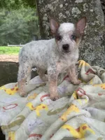 Sugar, a female Australian Cattle Dog for sale in Tampa, FL – 3 of 6
