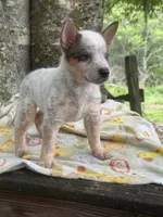Sugar, a female Australian Cattle Dog for sale in Tampa, FL – 4 of 6
