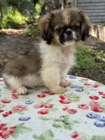 Theodore, a male Pekingese for sale in Tampa, FL – 2 of 7