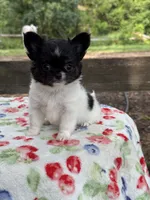 Chelsea , a female Chihuahua for sale in Tampa, FL – 4 of 5