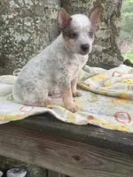 Sugar, a female Australian Cattle Dog for sale in Tampa, FL – 2 of 6