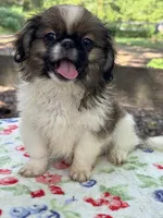 Daphne , a female Pekingese for sale in Tampa, FL – 1 of 10