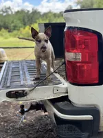 Scarlett, a female Australian Cattle Dog for sale in Tampa, FL – 5 of 7