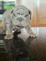 Belvedere , a male English Bulldog for sale in Tampa, FL – 2 of 6