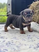 Emma, a female English Bulldog for sale in Tampa, FL – 4 of 6