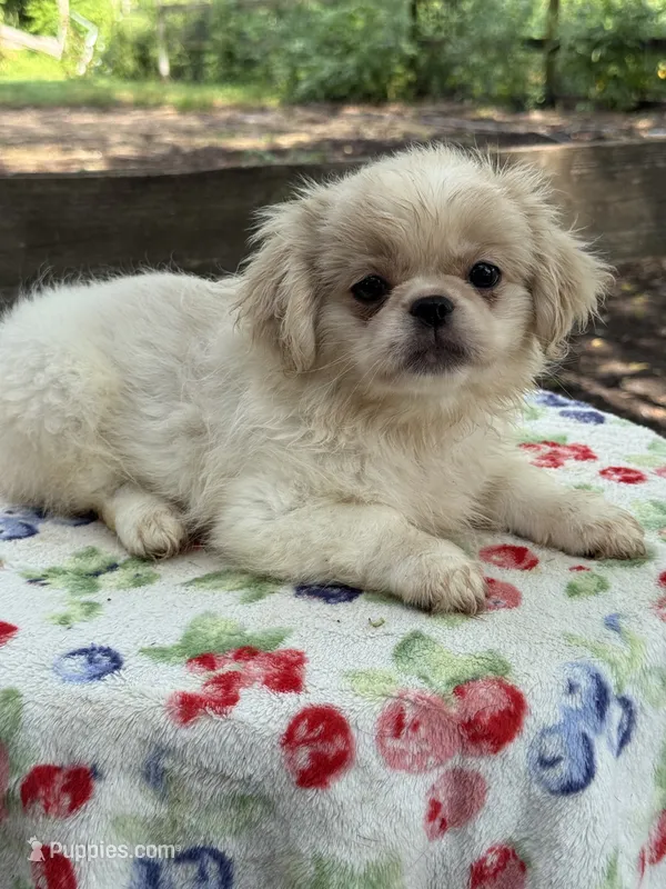 Teddy  – Pekingese puppy for sale in Tampa, FL