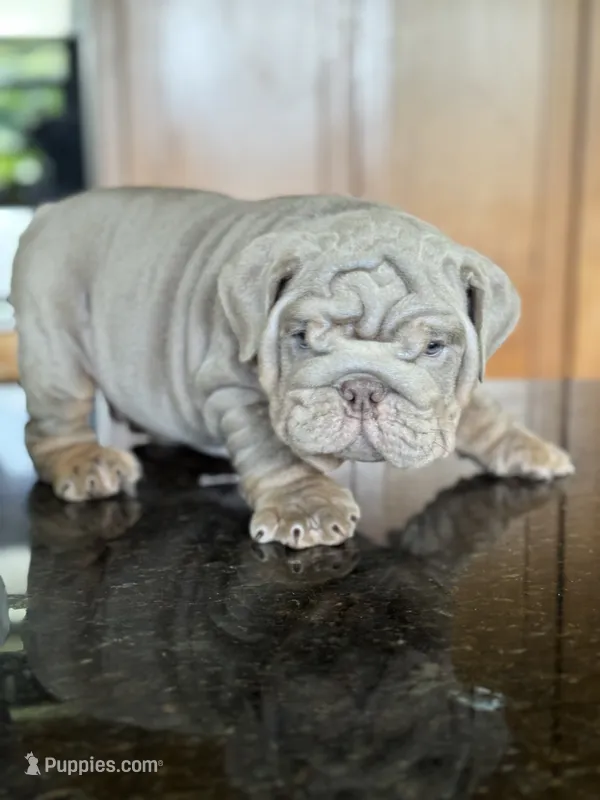 Belvedere  – English Bulldog puppy for sale in Tampa, FL