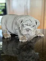 Belvedere , a male English Bulldog for sale in Tampa, FL – 1 of 6