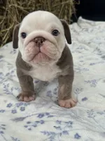 Cillian , a male English Bulldog for sale in Tampa, FL – 4 of 7